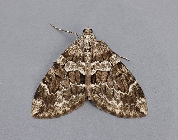 70.079 BF1769 Spruce Carpet Thera britannica