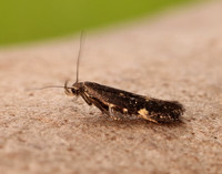 35.010 BF843 Aproaerema anthyllidella