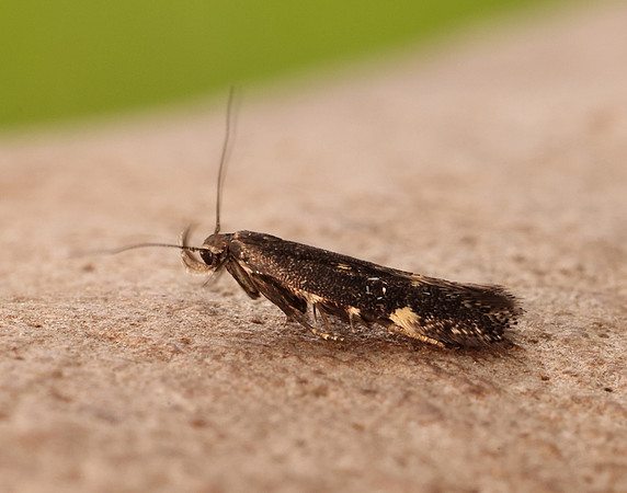 35.010 BF843 Aproaerema anthyllidella
