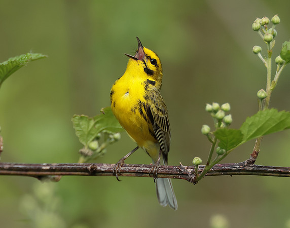Prairie Warbler Setophaga discolor