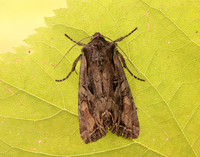 73.266 BF2159 Dog's Tooth Lacanobia suasa