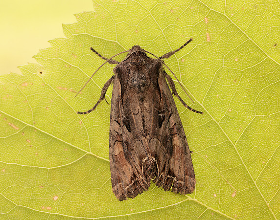 73.266 BF2159 Dog's Tooth Lacanobia suasa