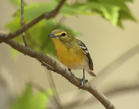 Yellow-throated Vireo Vireo flavifrons