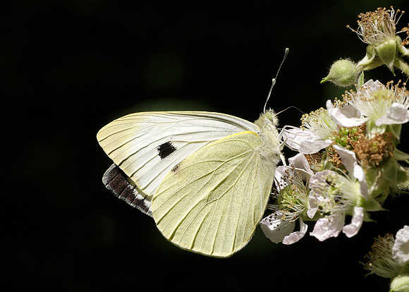 Large White Pieris brassicae