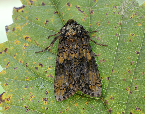 73.047 BF2291 Coronet Craniophora ligustri
