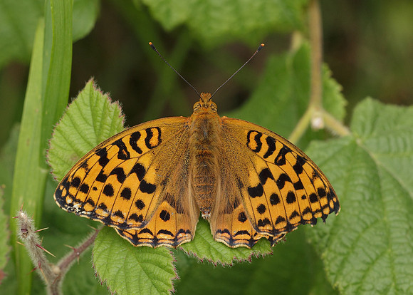 High Brown Fritillary Argynnis adippe