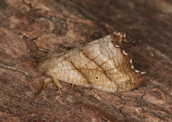 65.001 BF1645 Scalloped Hook-tip Falcaria lacertinaria