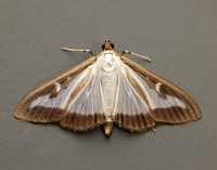 63.054 BF1409a Box-tree Moth Cydalima perspectalis