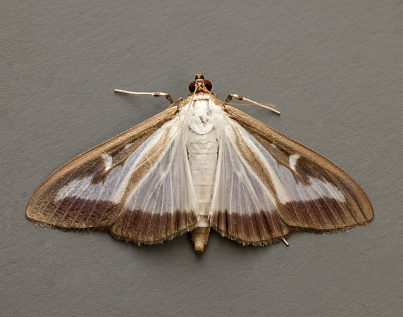 63.054 BF1409a Box-tree Moth Cydalima perspectalis