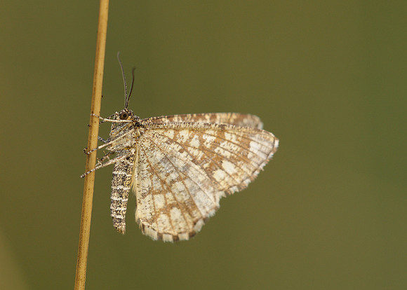 70.218 BF1894 Latticed Heath Chiasmia clathrata clathrata