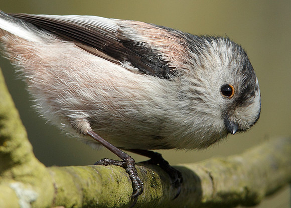 Long-tailed Tit Aegithalos caudatus