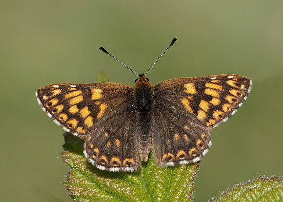 Duke of Burgundy Hamearis lucina