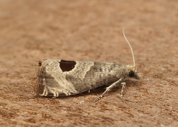 49.294 BF1175 Bramble Shoot Moth Notocelia uddmanniana
