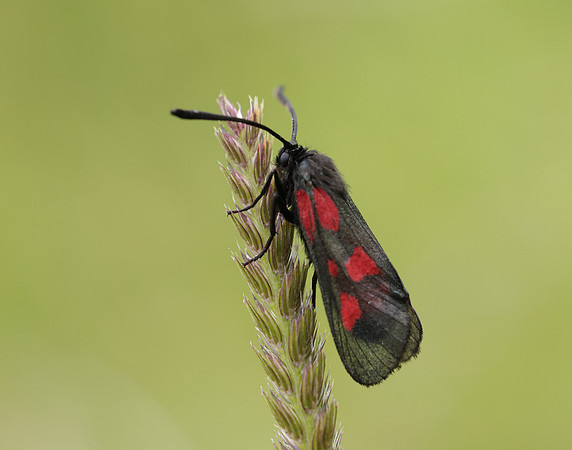 54.007 BF168 New Forest Burnet Zygaena viciae