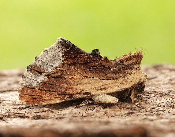 71.022 BF2009 Maple Prominent Ptilodon cucullina
