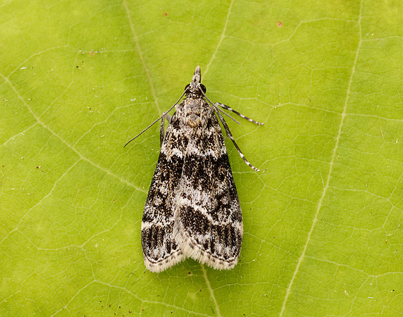 63.074 BF1344 Eudonia mercurella