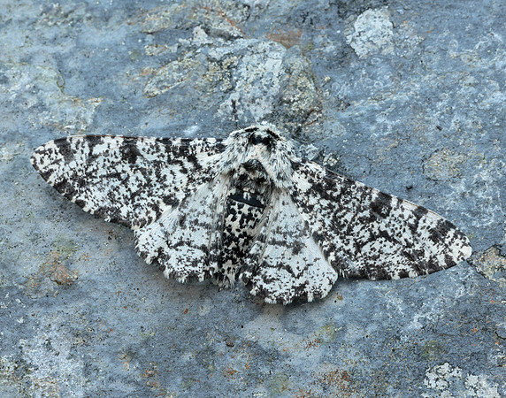 70.252 BF1931 Peppered Moth Biston betularia