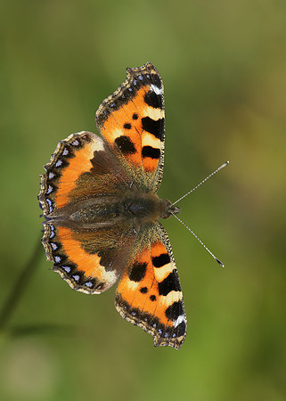 Small Tortoiseshell Aglais urticae