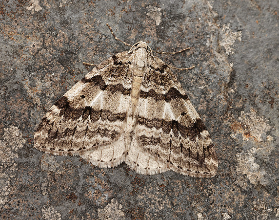 70.109 BF1797 Autumnal Moth Epirrita autumnata