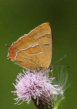 Brown Hairstreak Thecla betulae