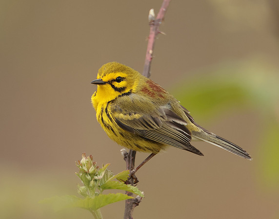 Prairie Warbler Setophaga discolor