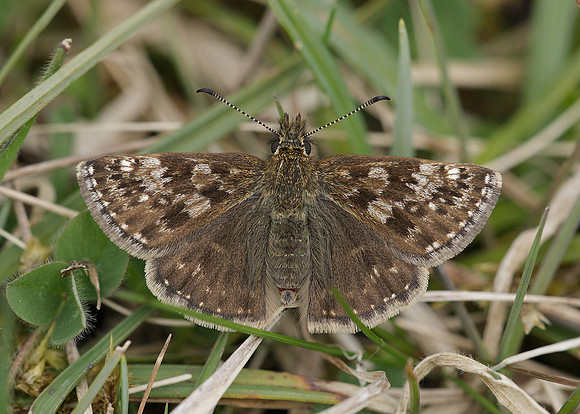 Dingy Skipper Erynnis tages