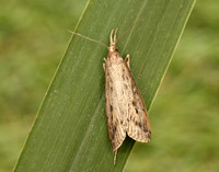 63.120 BF1328 Schoenobius gigantella