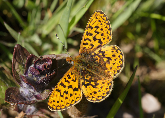 Pearl-Bordered Fritillary Boloria euphrosyne