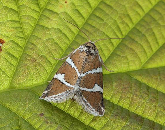 73.027 BF2413 Silver Barred Deltote bankiana