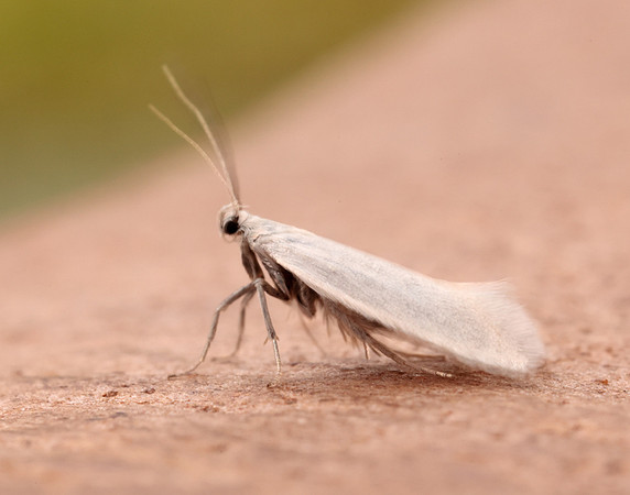 38.004 BF610 Elachista argentella