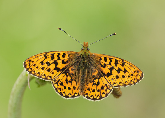 Pearl-Bordered Fritillary Boloria euphrosyne