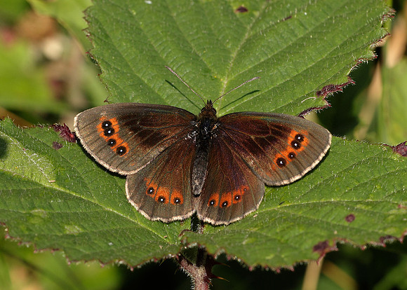 Scotch Argus Erebia aethiops