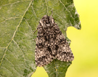 73.046 BF2278 Poplar Grey Subacronicta megacephala
