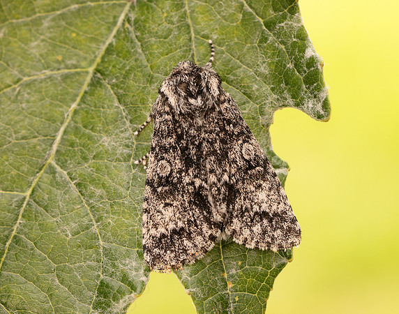 73.046 BF2278 Poplar Grey Subacronicta megacephala