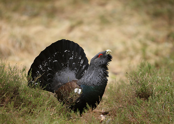 Capercaillie Tetrao urogallus