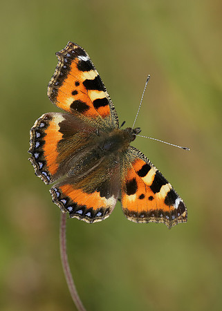 Small Tortoiseshell Aglais urticae
