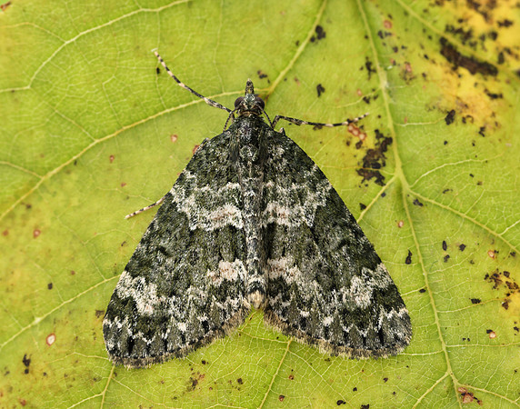 70.096 BF1761 Autumn Green Carpet Chloroclysta miata