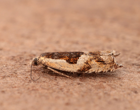49.211 BF1128 Ancylis myrtillana