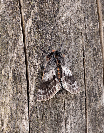70.249 BF1929 Rannoch Brindled Beauty Lycia lapponaria