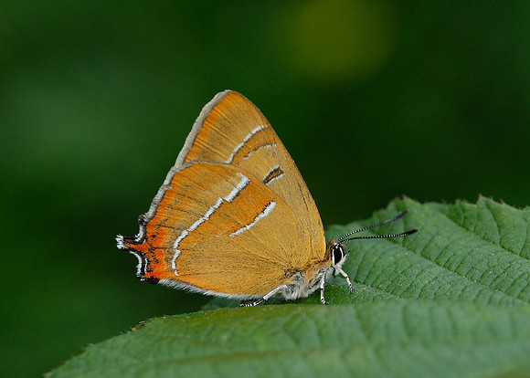 Brown Hairstreak Thecla betulae