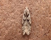 35.151 BF770 Carpatolechia proximella