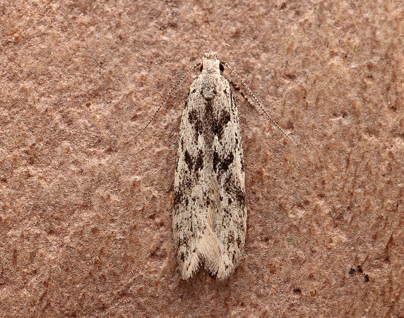 35.151 BF770 Carpatolechia proximella