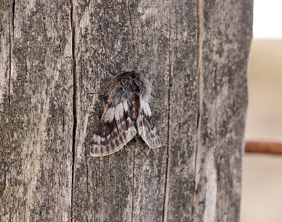 70.249 BF1929 Rannoch Brindled Beauty Lycia lapponaria