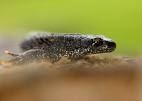 Great Crested Newt Triturus cristatus;