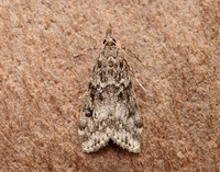 63.073 BF1340 Eudonia truncicolella