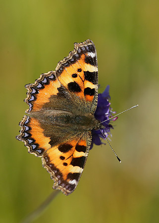 Small Tortoiseshell Aglais urticae