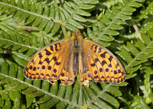 High Brown Fritillary Argynnis adippe