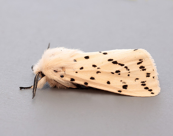 72.020 BF2060 White Ermine Spilosoma lubricipeda