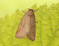 73.147 BF2345 Small Dotted Buff Photedes minima