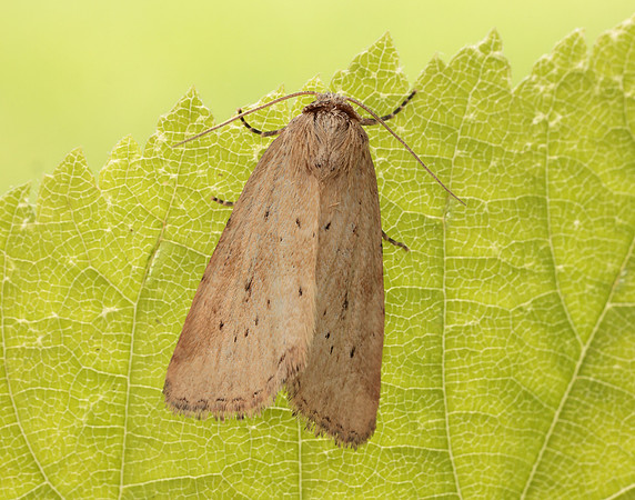 73.147 BF2345 Small Dotted Buff Photedes minima